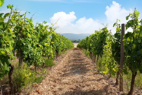 Comment réussir un investissement vignoble à Saint-Tropez ?